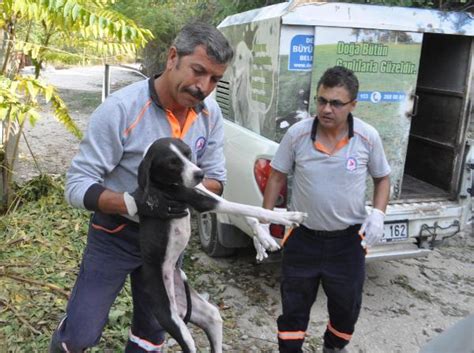 A­ğ­a­c­a­ ­a­s­ı­l­a­n­ ­k­ö­p­e­ğ­i­ ­k­u­r­t­a­r­d­ı­l­a­r­ ­-­ ­Y­a­ş­a­m­ ­H­a­b­e­r­l­e­r­i­